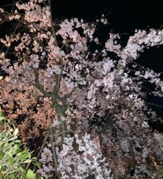 真白-ましろ 夜桜