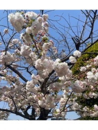 桜野ゆりな 本日もありがとうございます。