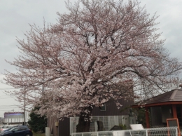 ふじよ 完熟ばなな川崎店ふじよです　桜も咲いていることですし