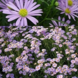 紫苑(しおん) 紫苑はお花の名前