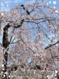 ひかり 桜