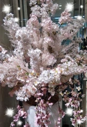 君島 桜の樹木