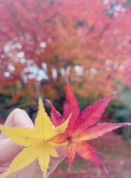 リオ 紅葉するかなー(*´-`)