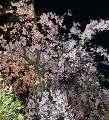 真白-ましろ 夜桜