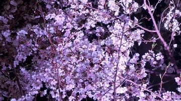 しおん 夜桜