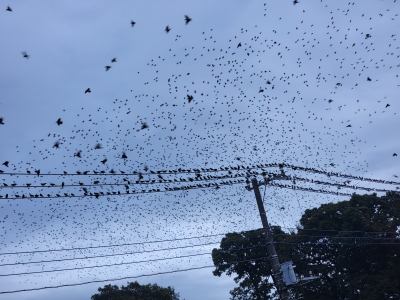 さわ ﾔｷﾄﾘ～( *´艸)～♪　写真黒点、 全部 鳥とか♪