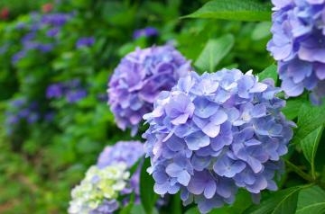 山岡かすみ 6月の花?紫陽花