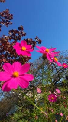 しおり 明日(*^^*)