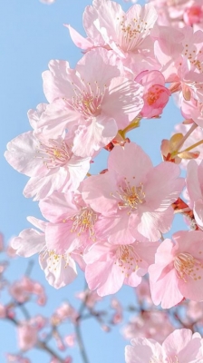 すずか 桜