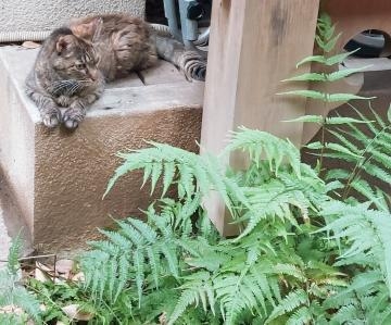 新菜 地域猫