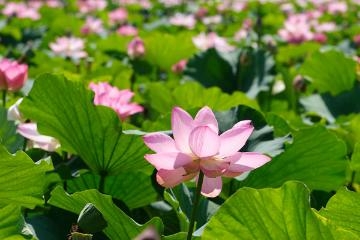 山岡かすみ 7月の花♪蓮。緑の葉の中に可憐な、、?