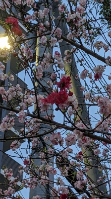 ひかり 桜満開