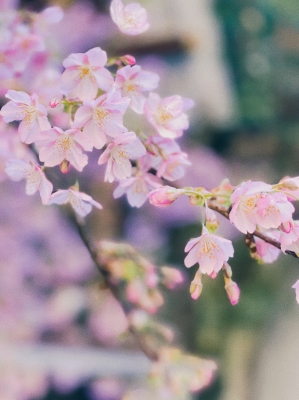 春 桜の栞