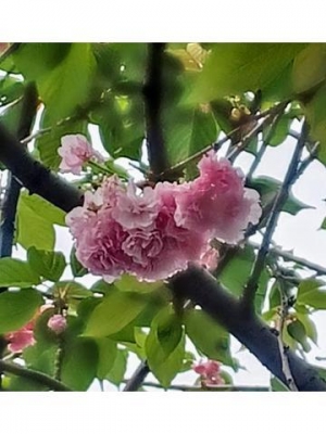夏吉 八重桜