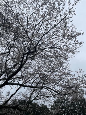 三好 桜