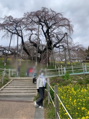 るり 三春の滝桜