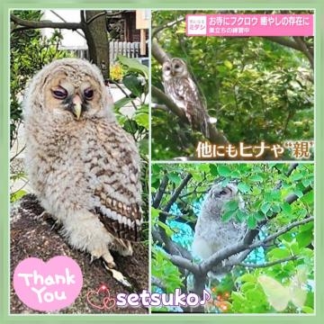 せつこ ☆★☆深大寺にフクロウ???完熟ばなな上野店・せつこ♪