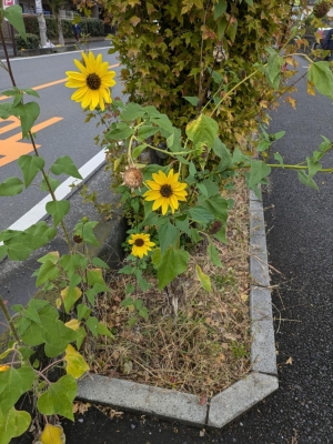 ありさ 11月なのに