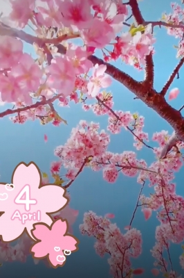 白砂-しらす 桜