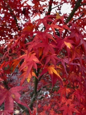 奥空透子 紅葉も見納めです