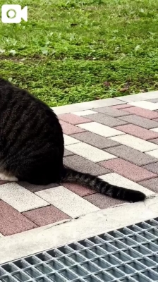 野島かのこ サバトラちゃん?