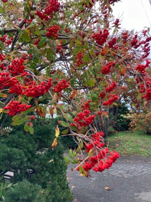 坂本まな ナナカマド?