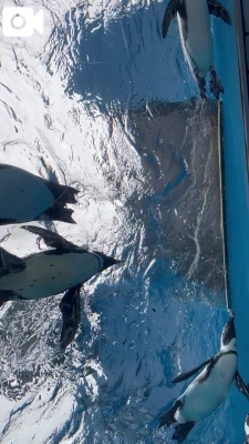 宮野わかな ケープペンギン