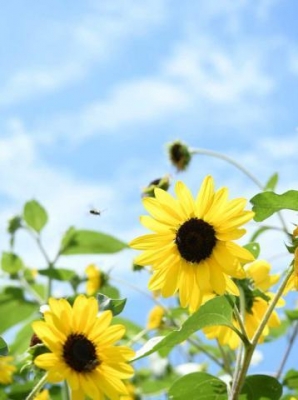 三好 ☀梅雨明け☀