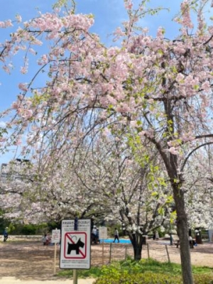 みき 枝垂れ桜