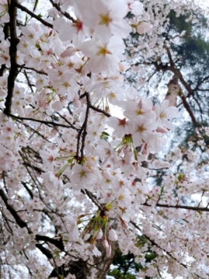 木下あけみ 4月のお礼??遅くなりごめんなさい?