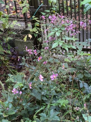 ふじよ 完熟ばなな川崎店ふじよです　この花は