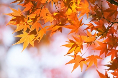 山岡かすみ 紅葉?も、ここ最近の寒さで一気に、、?ようやく秋の風情をホット、、。でもすぐ冬が来そうですね