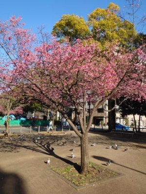 福入 桜の開花予想