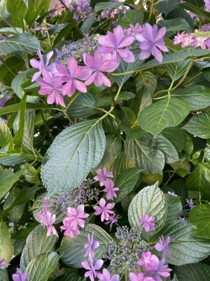 むらさき 紫陽花が綺麗です