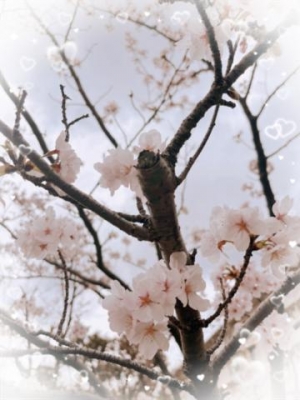 あん 今日の桜です