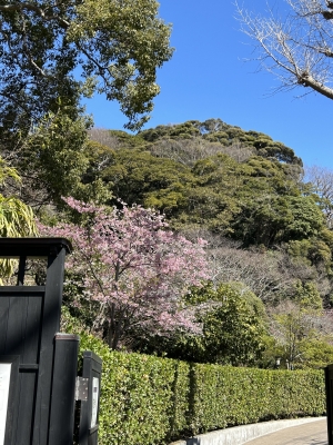 さよ[神奈川] 早咲きの桜