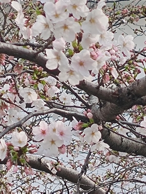 いづみ 桜満開ですね。