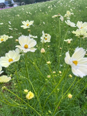 ゆめ 今日はぴかぴかゆめ