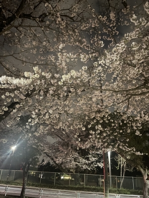 三好 桜
