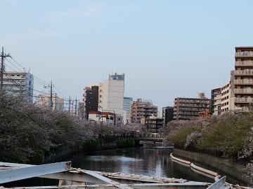 ひより 葉桜～!