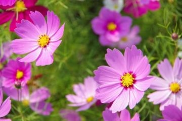 山岡かすみ 秋桜〜コスモス〜?10月を代表するお花?