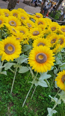 こころ 隅田川花火大会？