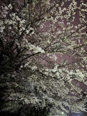 丸山みなみ 夜桜