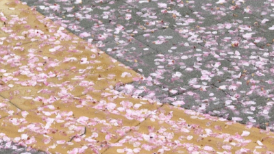 上田 歩道はピンクの絨毯