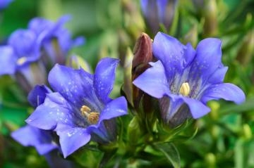 山岡かすみ 9月のお花♪リンドウ