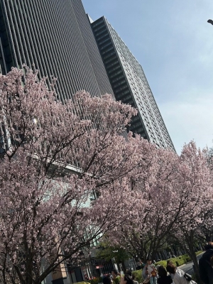 新井 桜