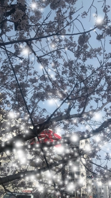 絵里子-えりこ 桜の花びら散るたびに
