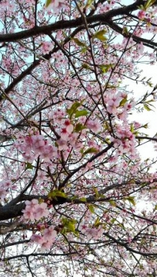 Azusa (*｣´□`)｣ 河津桜が満開