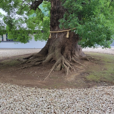 ちえみ リクエスト