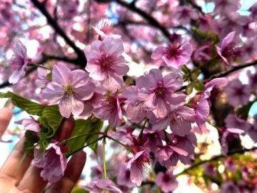 ひめか 桜がキレイ、若葉から成長